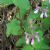 Stachys bullata
