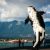 Digital Orca