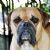 Campeiro Bulldog
