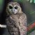 Vulnerable fauna of the United States