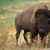 Conservation-reliant species