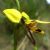 Endemic orchids of Australia