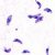 Mind-altering parasitism