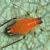 Aphid