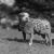 Sergeant Stubby