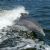 Oceanic dolphins