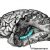 Neuroscience of memory
