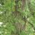 Hedera