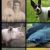 Omnivore