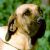 Fila Brasileiro
