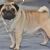 Pug