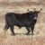 Cattle breeding