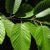 Flora of the Great Lakes region (North America)