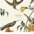 Sugarbird