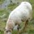 Animal breeds originating in Italy