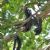 Garden plants of Africa