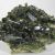 Pyroxene