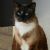Dusty the Klepto Kitty