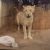 1991 animal deaths