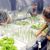Hydroponics