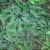 Adiantum pedatum