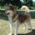 Greenland Dog