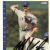 Jeff Kent
