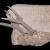 1837 in paleontology