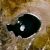 United States environmental case law
