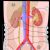Anatomy of the urinary system