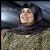 Safia Farkash