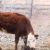 Cows