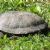 Fauna of Sicily