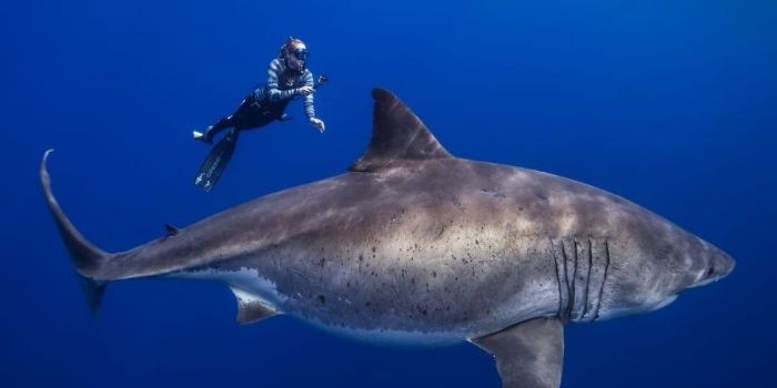 Who is Ocean Ramsey dating? Ocean Ramsey boyfriend, husband